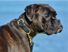 Load image into Gallery viewer, Weatherbeeta Padded Leather Dog Collar- Second