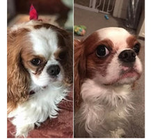 Load image into Gallery viewer, Tear Stain Paste- TO CLEAR