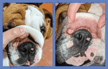 Load image into Gallery viewer, SquishFace Wrinkle Paste