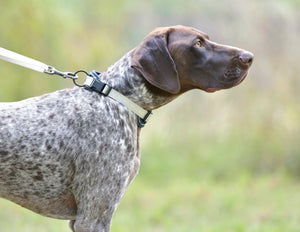 Weatherbeeta Explorer Dog collar