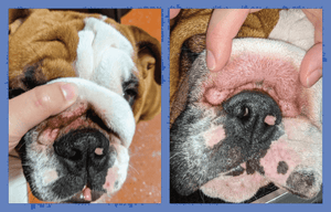 SquishFace Wrinkle Paste